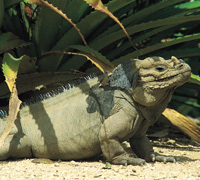 République Dominicaine : une nature authentique et préservée