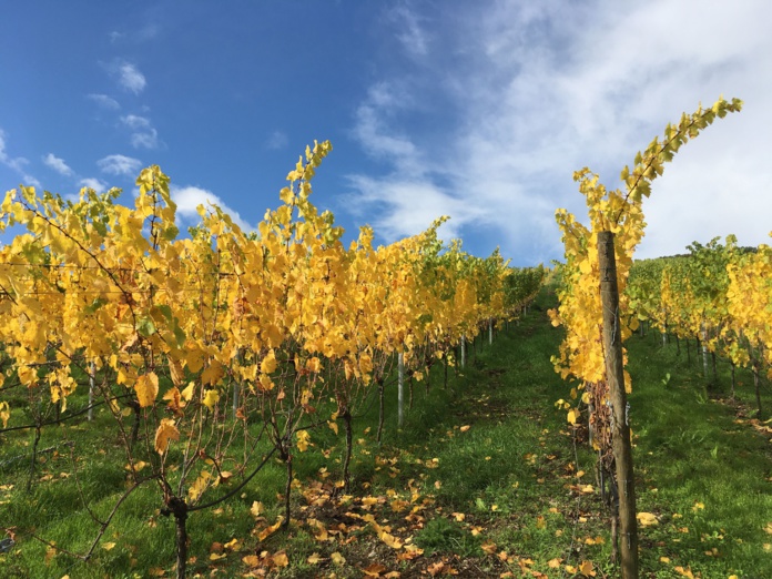 En Moselle allemande, les coteaux souvent faits de schistes sur lesquels s'épanouissent les vignes sont parfois drôlement abrupts. ©Paula Boyer