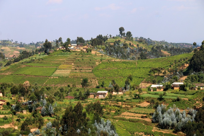 Les célèbres collines rwandaises, dans le sud du pays, entre Nyanza et le Parc national de Nyungwe. - Photo JFR