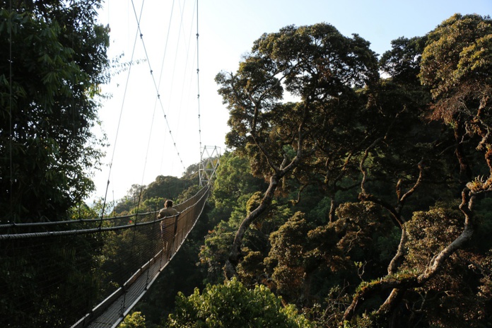 Pont suspendu dans la forêt du Parc national de Nyungwe. - Photo JFR