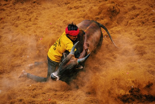 Jallikattu (autrement dit "étreinte de taureaux"), une variante locale de la corrida organisée dans le cadre du festival de Pongal (© Tamil Nadu Tourism)