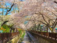 Cerisiers en fleurs à Jinhae © Tour de Corée