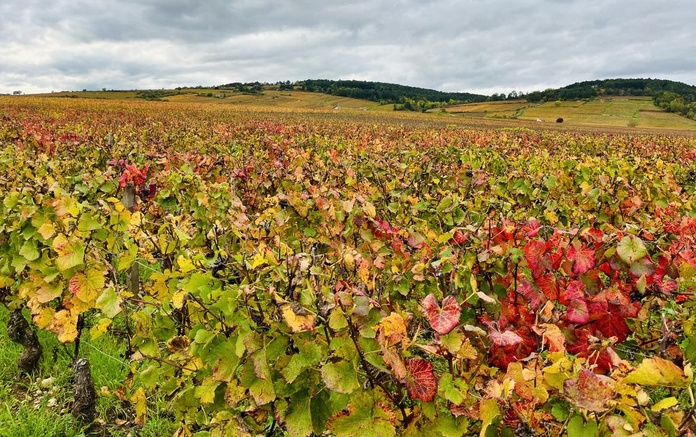 Vignoble aux portes de Beaune, en Côte d'Or (©PB)