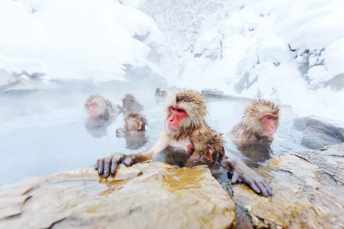 Les célèbres singes des neiges (© Depositphotos)