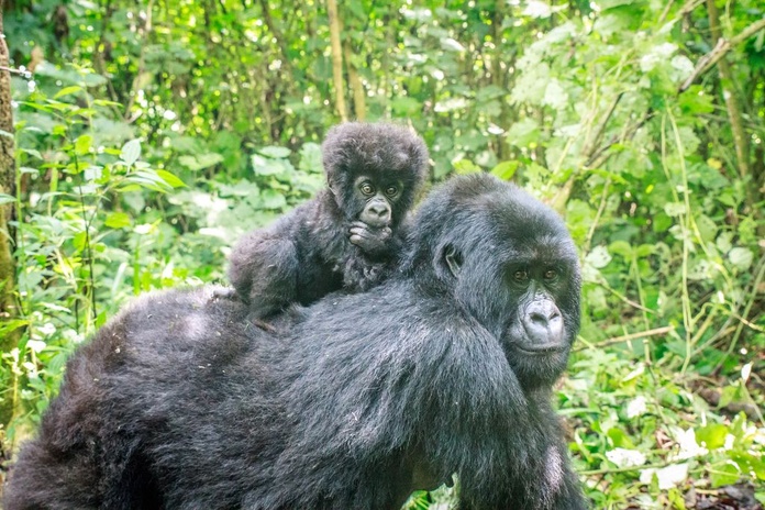 A la croisée du souci de reconnexion avec la nature et de la volonté de vivre des expériences exceptionnelles, se trouve la découverte des gorilles en liberté dans les montagne du Rwanda et d'Ouganda (© Simoneemanphotography/Deposit Photos)