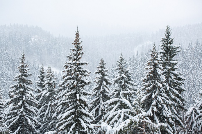 Dans la forêt vosgienne en hiver - Photo : Depositphotos.com @Wirestock