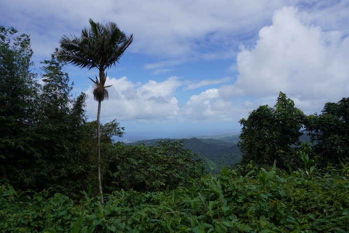 El Yunke. La nature, à Porto Rico, vous réserve encore de belles sensations - Photo : C.Hardin