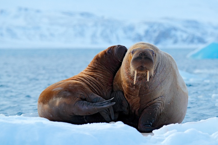 Six spécialistes de l'Arctique animeront des conférences et accompagneront les expéditions des passagers @DepositPhotos.Com - OndrejProsicky