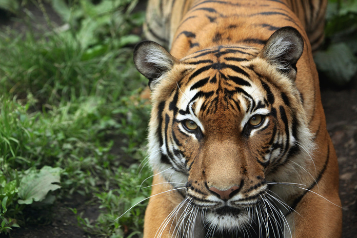 Le tigre de Malaisie, un animal superbe mais menacé d'extinction (©wrangel/Deposit Photos)