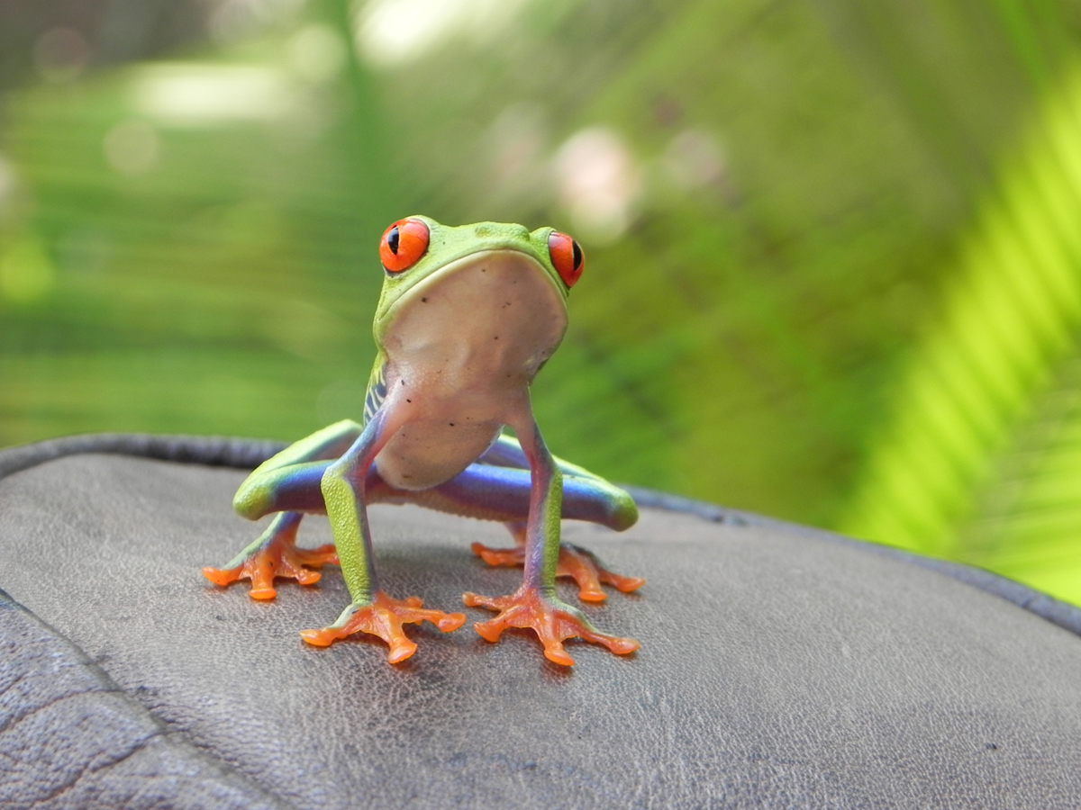 © Karina Poirot / La grenouille emblématique du Costa Rica