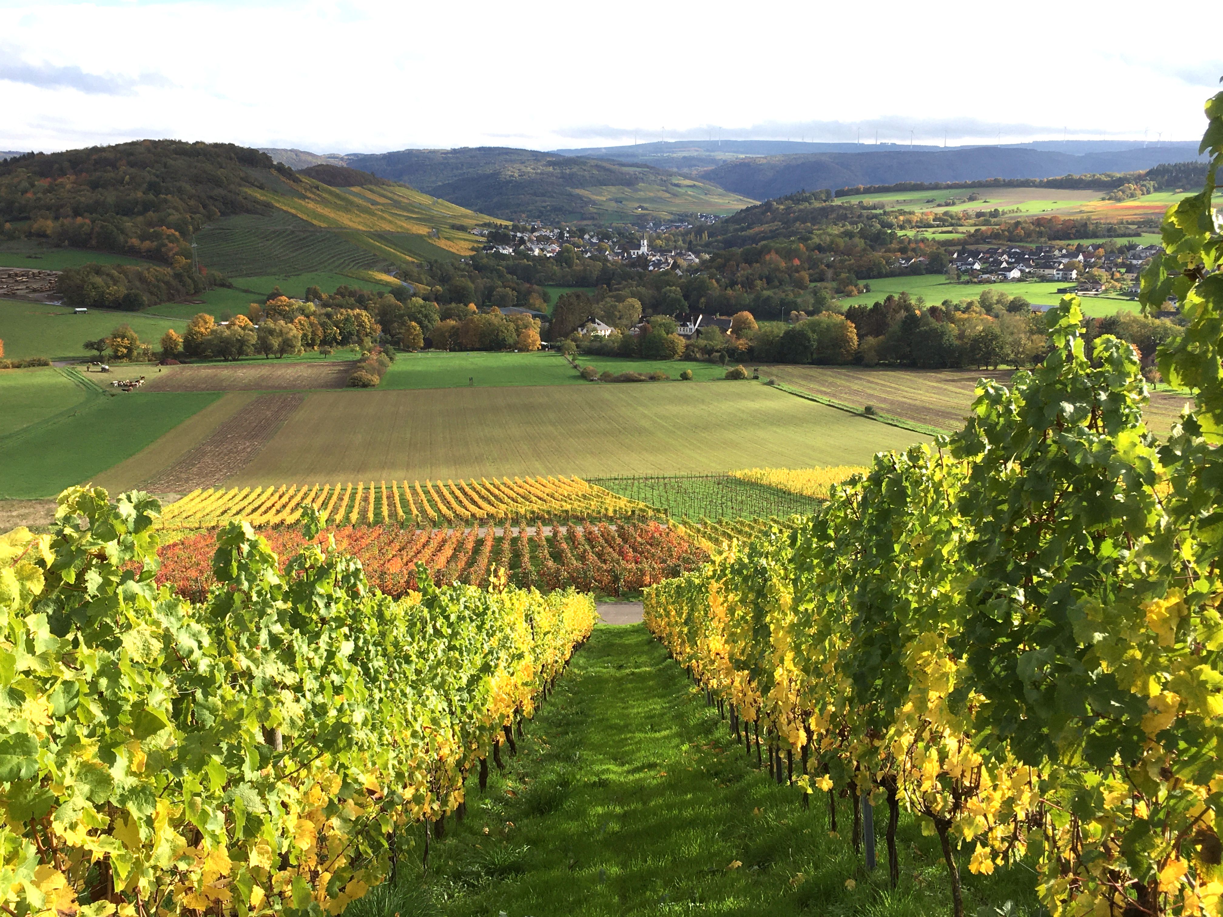 Œnotourisme : les trésors de la Vallée de la Moselle