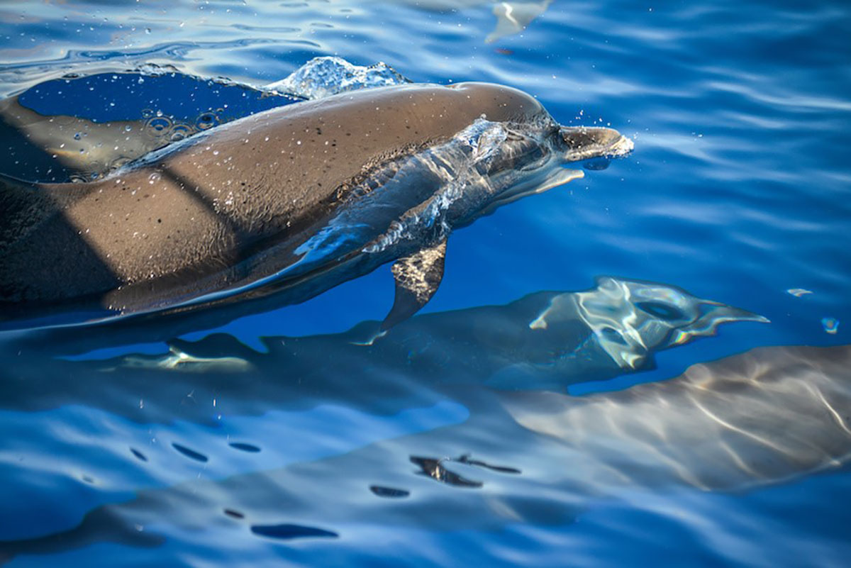 Groupe de dauphins dans la Caraïbe © Adobe Stock
