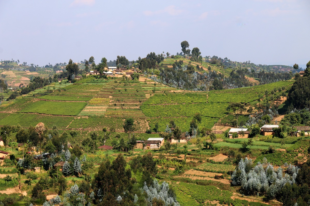 Les célèbres collines rwandaises, dans le sud du pays, entre Nyanza et le Parc national de Nyungwe. - Photo JFR