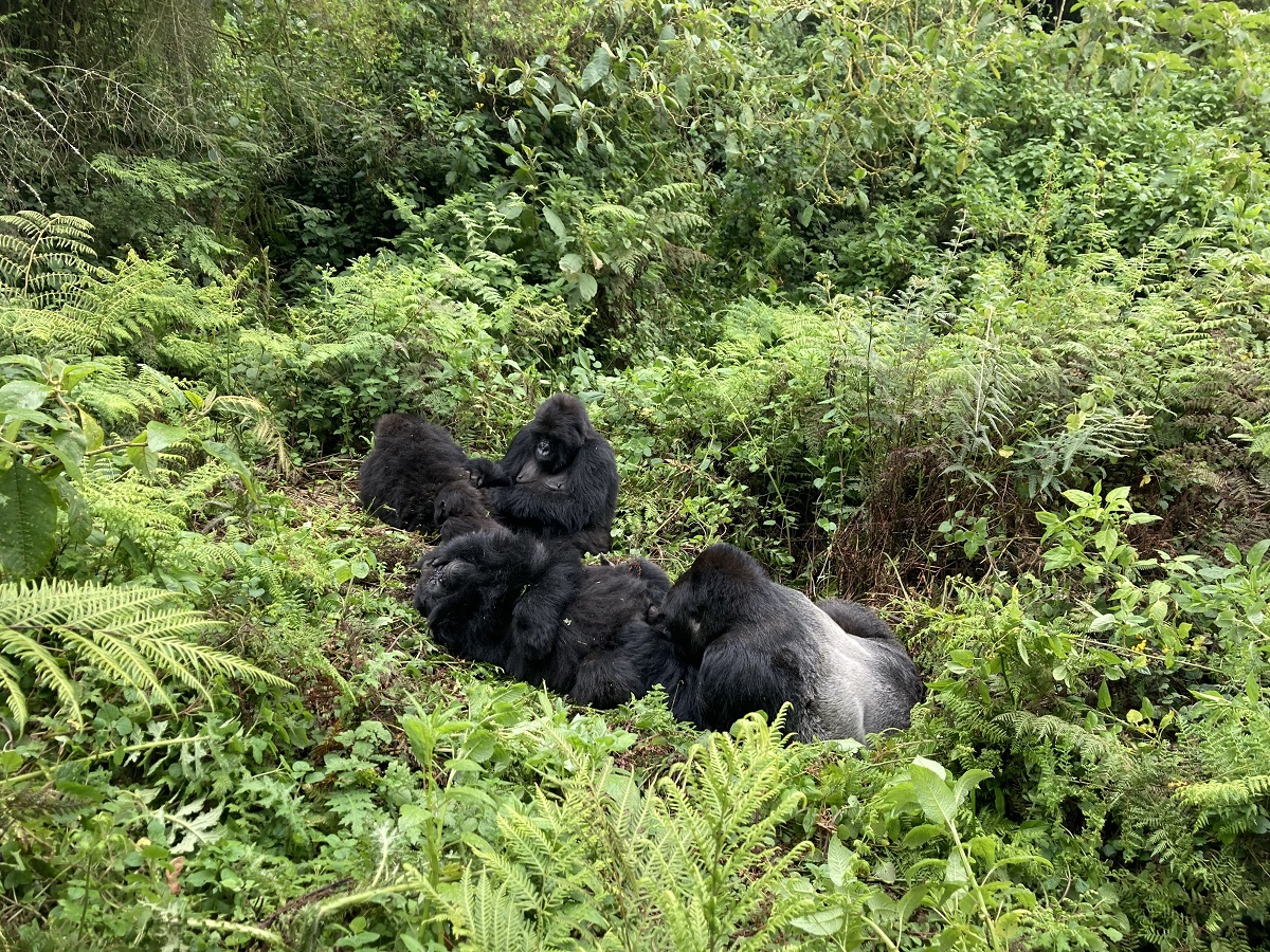 Gorille(s) dans le Parc national des volcans, au nord-ouest du pays. Une rencontre inoubliable. - Photo JFR