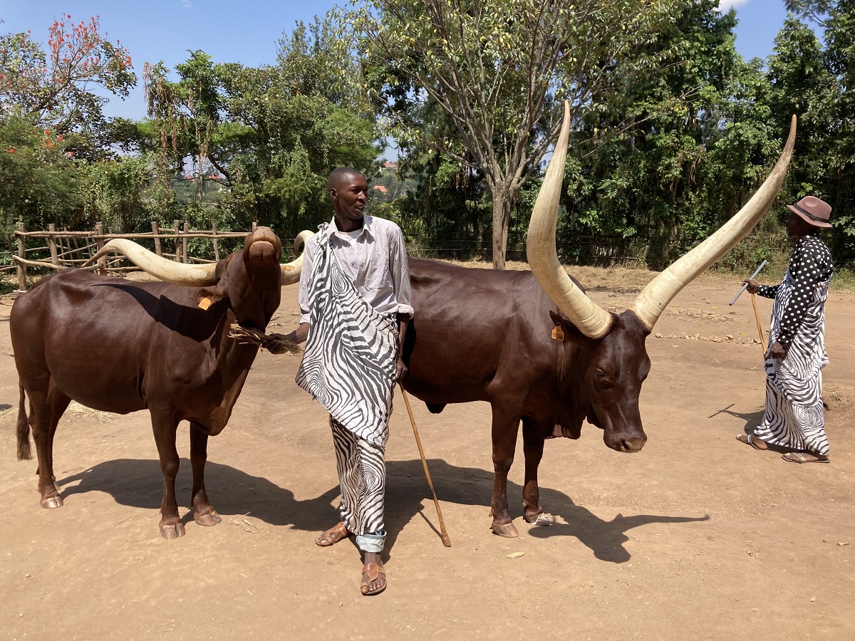 Vaches sacrées aux cornes impressionnantes, dans l’ancien palais royal rwandais, à Nyanza, au sud de Kigali.  - Photo JFR