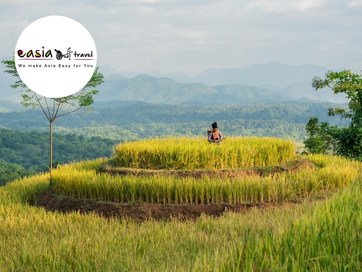 Une femme Hmong s'occupe de son champ de riz à Mai Chau © Avana Retreat