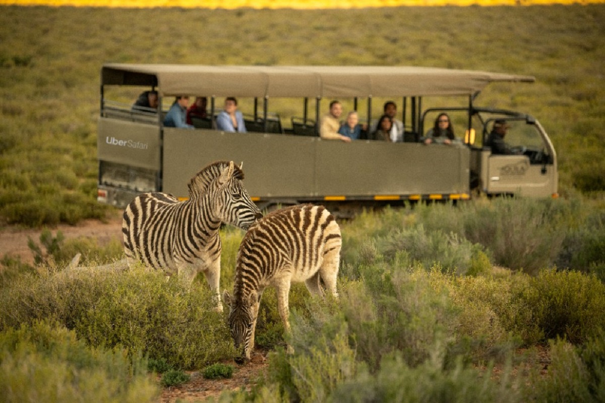 Uber Safari : une journée entière dans la nature au départ du Cap en Afrique du Sudne journée entière dans la nature au départ du Cap en Afrique du Sud - Photo Uber Safari