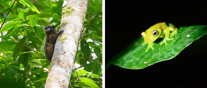 Animaux sauvages du Putumayo © Andres Felipe Espinosa