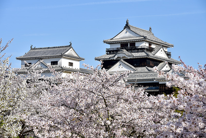 Château de Matsuyama © shutterstock