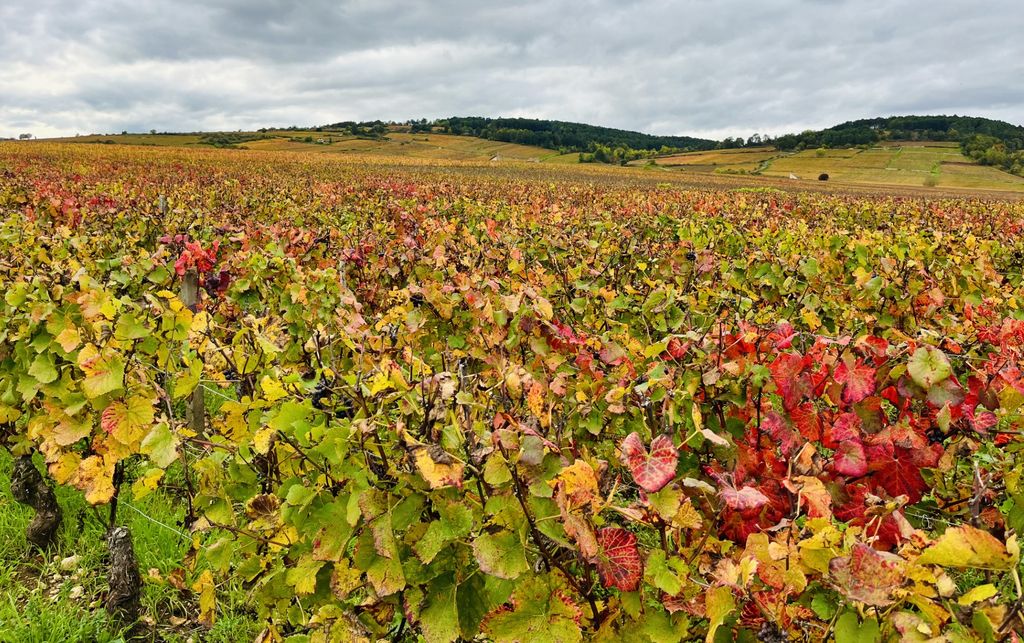 Vignoble aux portes de Beaune, en Côte d'Or (©PB)