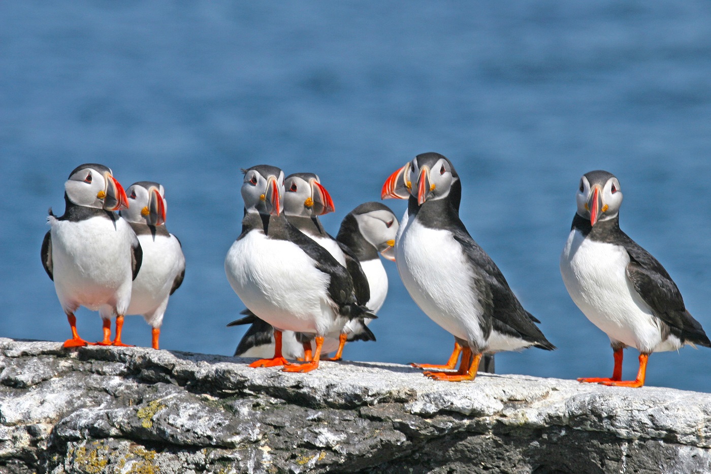 Les macareux, emblème de l'Islande, représentatifs de la riche faune du pays @Deposit Photos