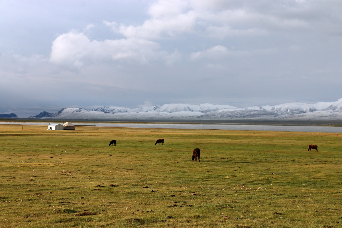 Pourquoi part on au Kirghizstan ? Pour les yourtes ; les montagnes à plus de 6 000 m ; les bergers transhumants et leurs troupeaux de chevaux, vaches et moutons ; les yacks, poilus et grognant comme des cochons ...Photo JFR