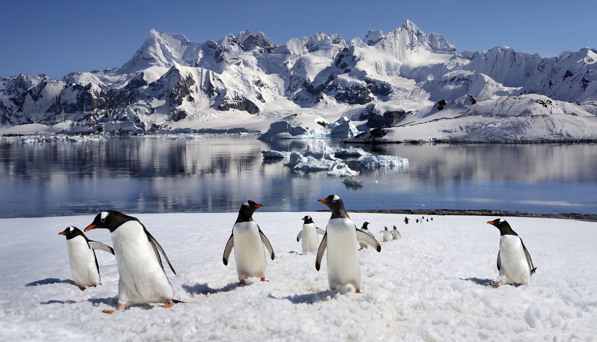 Les passagers du SH Diana ne verront pas les merveilles de l'Antarctique - Photo : DepositPhotos @ Steve_Allen