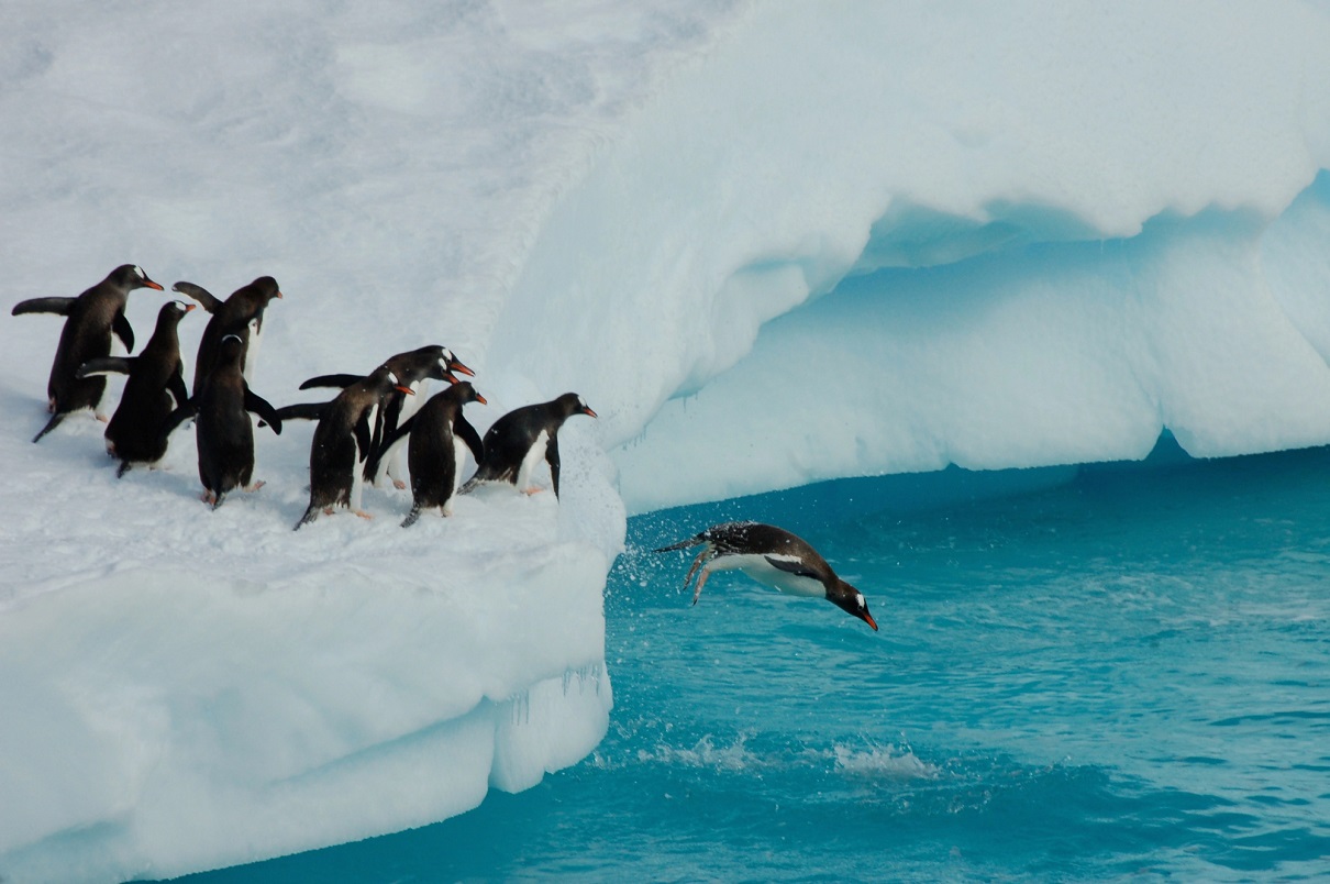 Le SH Diana reprend la route de l'Antarctique - Photo : Depositphotos.com @ pinkpanther47