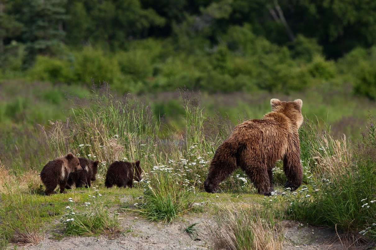 Au programme, le Parc National de Katmai qui compte plus d’une douzaine de volcans actifs et abrite plus de 2 000 ours bruns - Photo : Depositphotos.com @peamoony