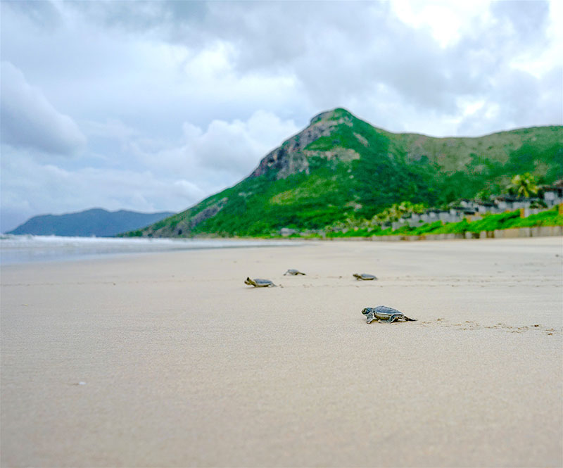 Prenez soin des tortues sur l’île de Con Dao © Six Senses Con Dao