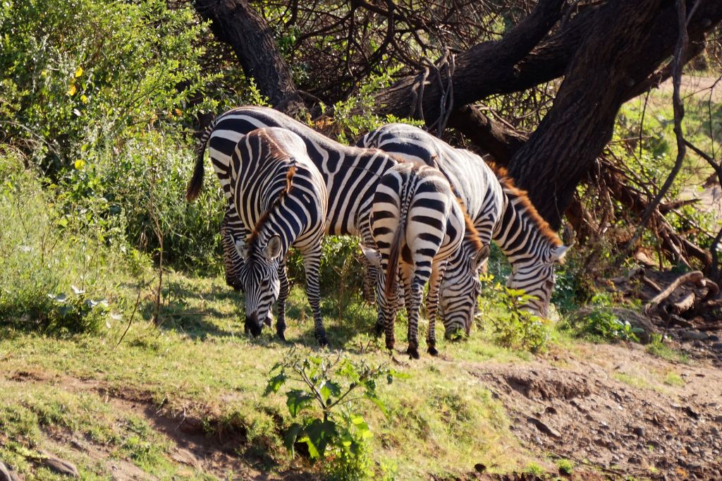 Le Kenya, un lieu idéal pour des safaris de luxe (©PB)