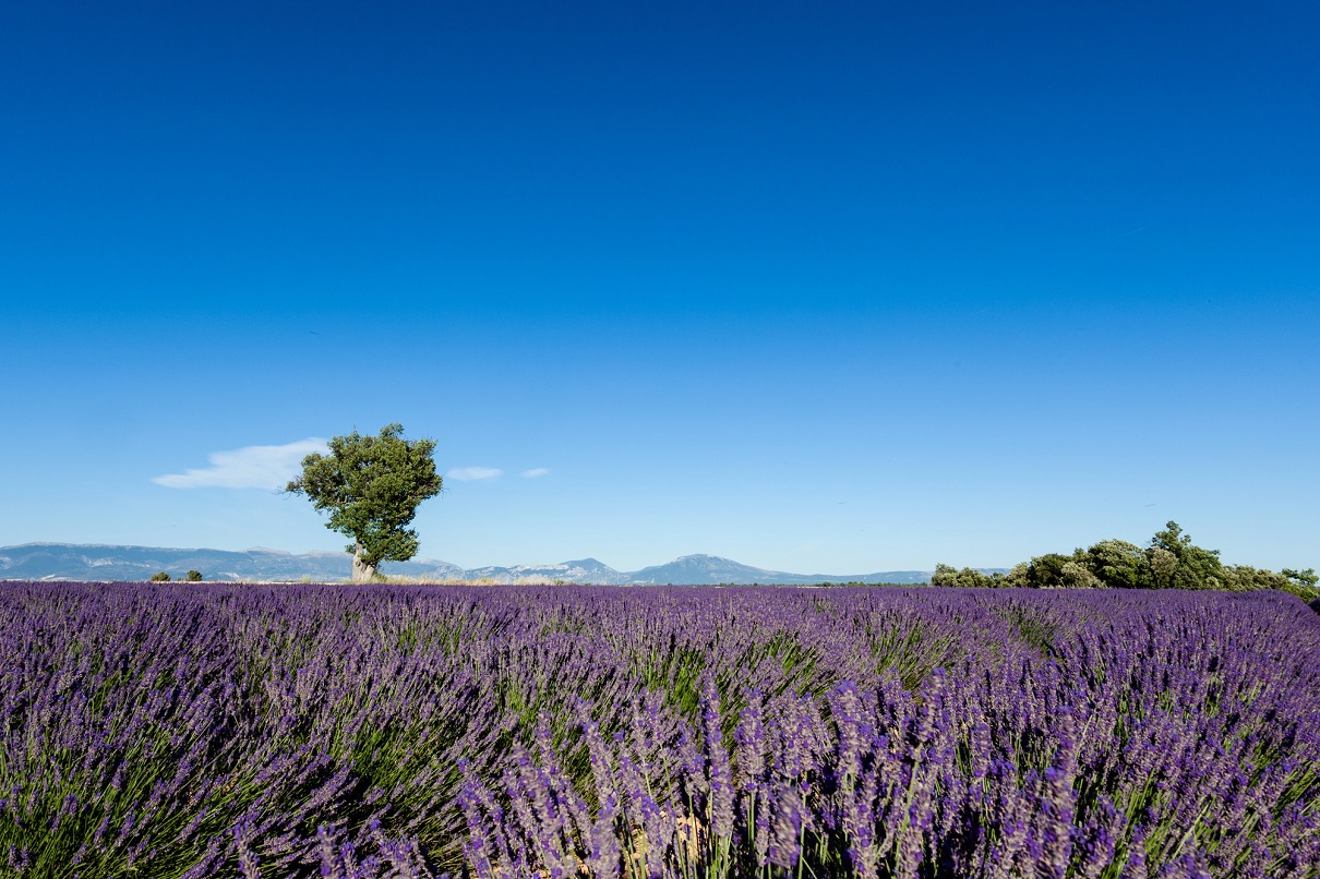 PimpMyTrip et Provence Tourisme : un partenariat pour un tourisme durable - Photo : Depositphotos.com @andrea_cf