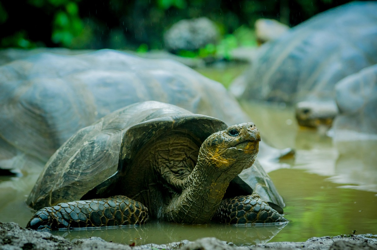 Galápagos : Celebrity Cruises ouvre les réservations pour 2027 - Depositphotos.com Auteur pxhidalgo