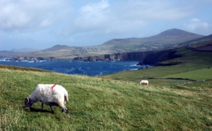 Tourisme Irlandais : un toolkit spécial Saint-Patrick pour les pros du tourisme !