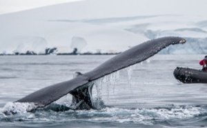 Ponant : un documentaire tourné sur les baleines à bosse, primé à l'Ocean Film Festival