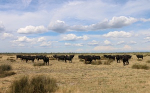 Week-end outdoor en Camargue