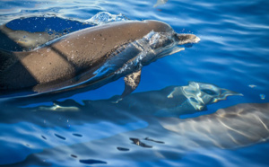 Les balades en mer pour voir les dauphins, en Martinique