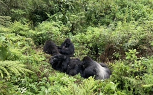 Au Rwanda, le pari d’un tourisme élitiste 🔑