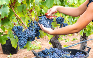 Saison des Vendanges : Un Voyage à Travers la Tradition, le Vin et la Culture