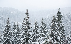 5 incontournables dans les Hautes-Vosges : entre sapins de Noël et sports d’hiver