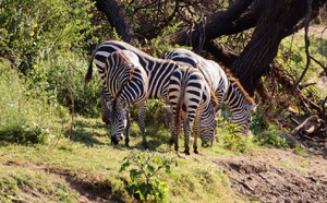 Afrique de l'Est : Marriott étoffe son portefeuille de camps de safaris de luxe