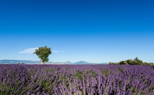 PimpMyTrip et Provence Tourisme : un partenariat pour un tourisme durable