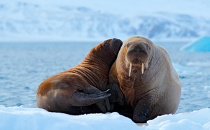 Croisières en Arctique : Swan Hellenic embarque des experts de renom