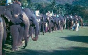 La trêve au Sri Lanka ''booste'' le tourisme