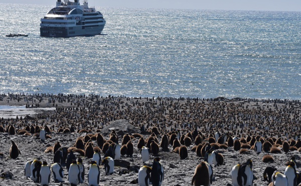 II. Ponant : cap sur la Géorgie du Sud, au royaume des manchots...