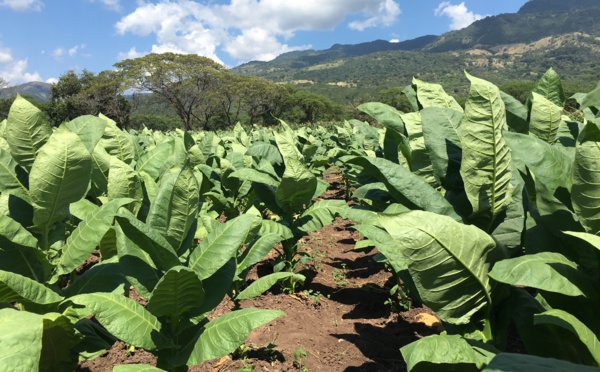 Davidoff : la succès story du cigare dominicain (VIDEO)