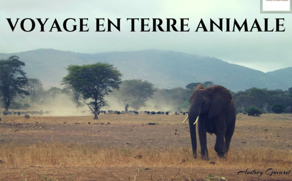 Voyage en Terre Animale s’engage pour la cause animale et environnementale