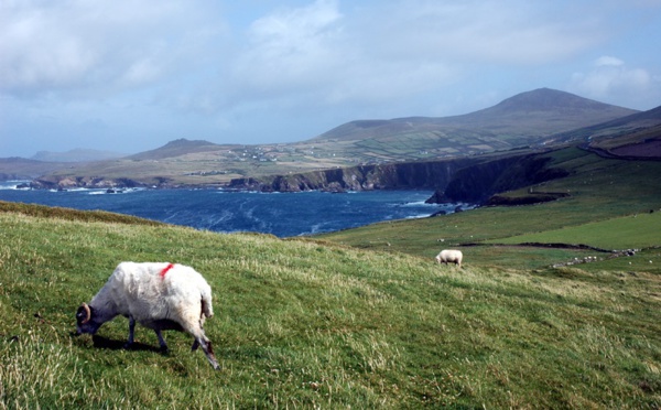 St Patrick : l'OT d'Irlande récompensera l’agence la plus verte de France !