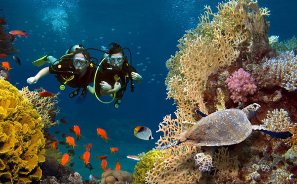 Comment Subocea aide à organiser des sorties de plongée sous-marine