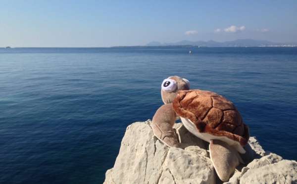 Antibes : la tortue caouanne, "star" de l'hôtel du Cap-Eden-Roc